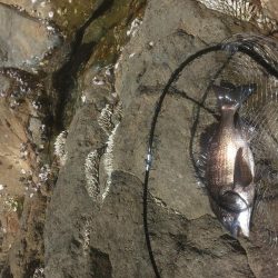 福村磯 中黒で乗っ込みチヌ