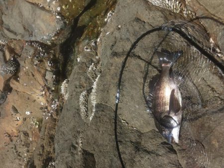 福村磯 中黒で乗っ込みチヌ