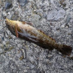 アイナメ見れた