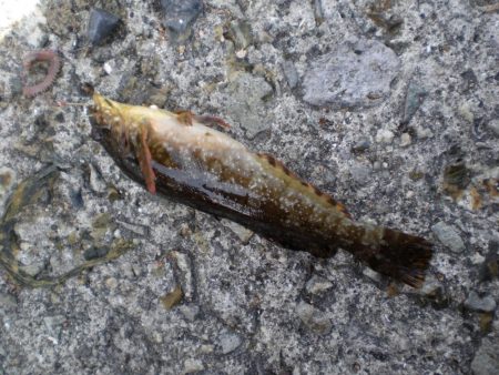 アイナメ見れた