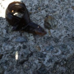 アオイソメでチョイ投げ