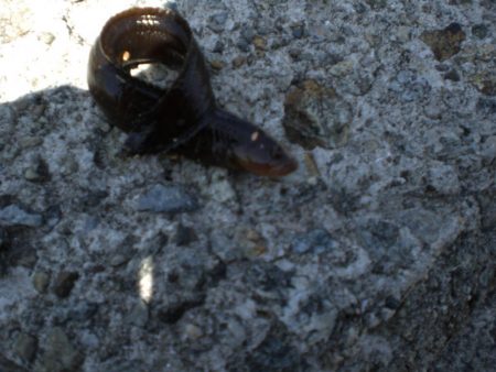 アオイソメでチョイ投げ