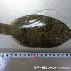 花見カレイがやっと来た