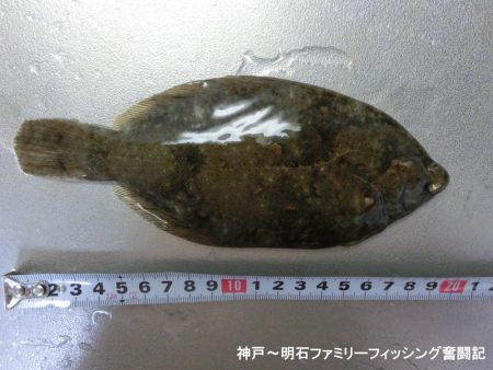 花見カレイがやっと来た