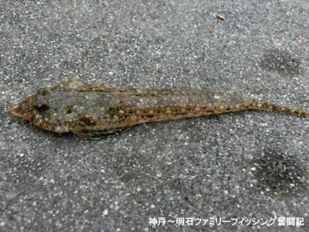 根魚絶好調
