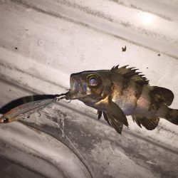 プラッキングの時期？