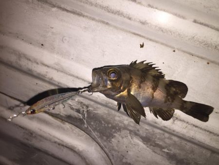 プラッキングの時期？