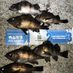 毎度メバリング