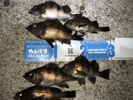 毎度メバリング