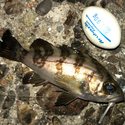 ボイルはあるが、、、