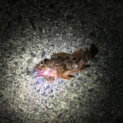 超ライトゲーム