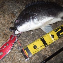 2018 キビレ調査NO、2