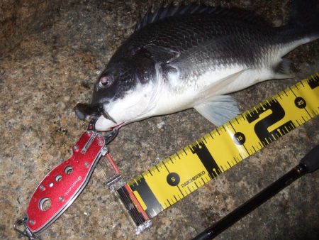 2018 キビレ調査NO、2