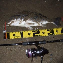 2018 キビレ調査NO、4