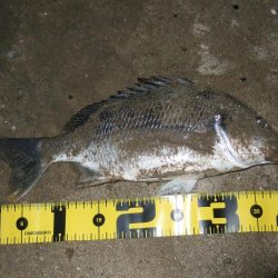 ２０１８ キビレ調査NO、5