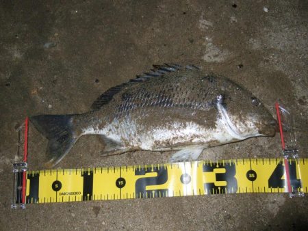 ２０１８ キビレ調査NO、5