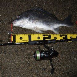 ２０１８ キビレ調査NO、６