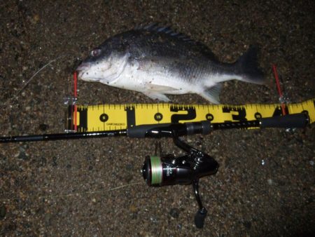 ２０１８ キビレ調査NO、６