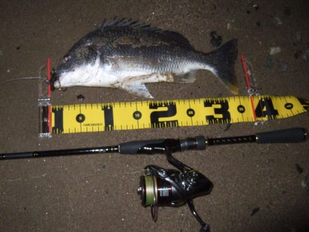 2018 キビレ調査NO、7