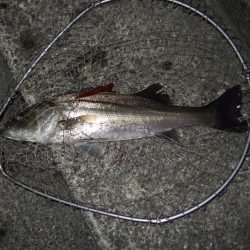 ボイルはなくても、バチは見えなくても＼(^o^)／