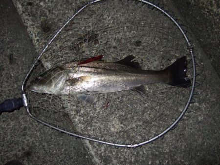 ボイルはなくても、バチは見えなくても＼(^o^)／