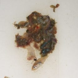 バチ抜けメバル