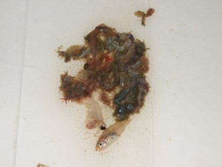 バチ抜けメバル