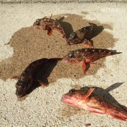 小1時間のファミリーフィッシング