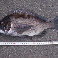 チヌ落とし込み/43cm以下計4枚GET