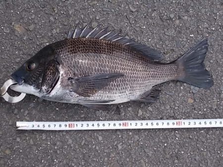 チヌ落とし込み/43cm以下計4枚GET