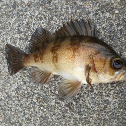 チヌをもとめて