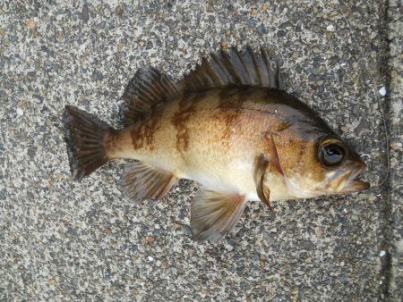 チヌをもとめて