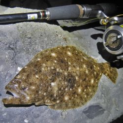 良い引きでした