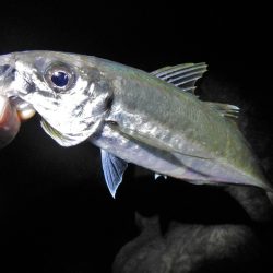 久々のアジング