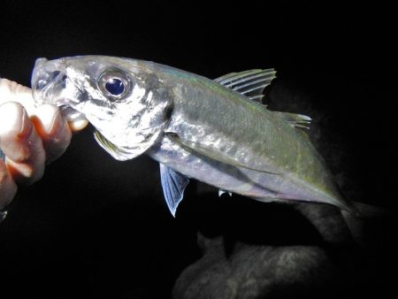 久々のアジング