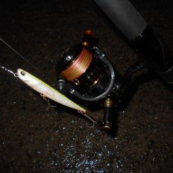 ハイブリッドシーバス？？？(北港周辺シーバス釣行)