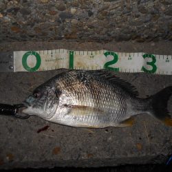 苦戦のバチ？パターン…(堺周辺シーバス釣行)