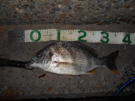 苦戦のバチ？パターン…(堺周辺シーバス釣行)