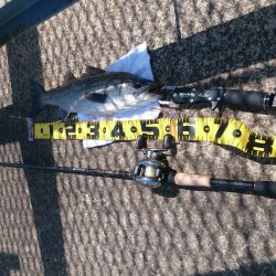 満員御礼の福良アジング