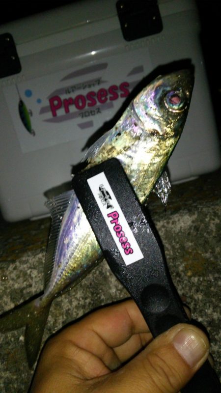 満員御礼の福良アジング