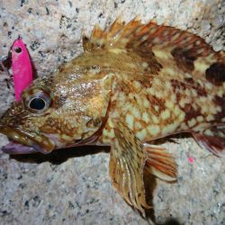 夕マズメメバリング