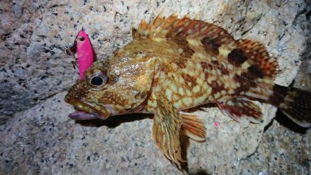 夕マズメメバリング