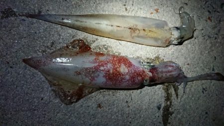 メバリングとエギング