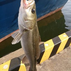 結局、岸壁にきました。