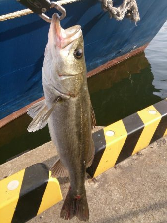 結局、岸壁にきました。