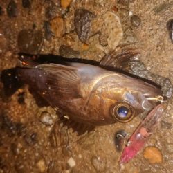 爆風メバルプラッキング