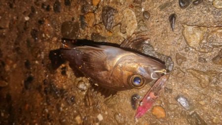 爆風メバルプラッキング