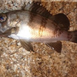 メバルプラッキング