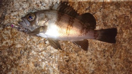 メバルプラッキング