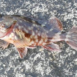 桜が散ってしまった。